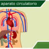 Que es el sistema circulatorio