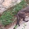 Jaguarundi